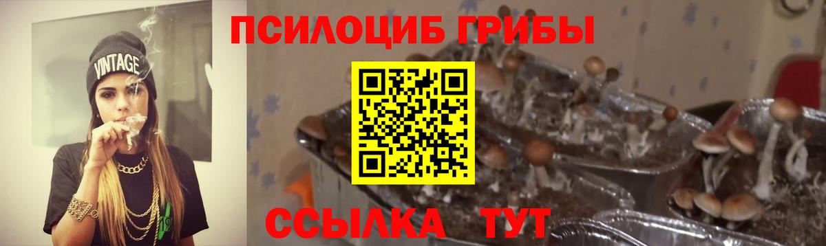 Галлюциногенные грибы Psilocybine cubensis Гусиноозёрск